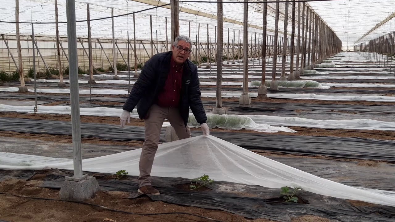 Gestión Integrada de Plagas en cultivo de sandía en invernadero en Andalucía. [Almería, 12/02/2021]