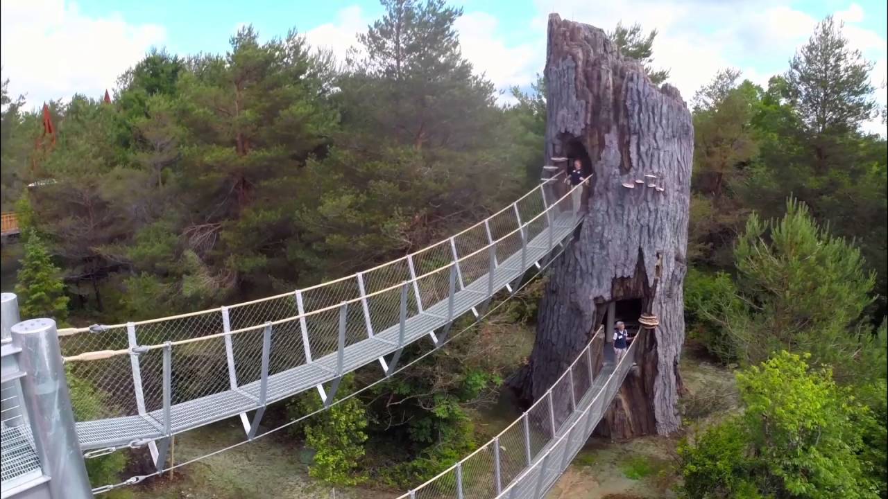 Wild Walk - The Wild Center