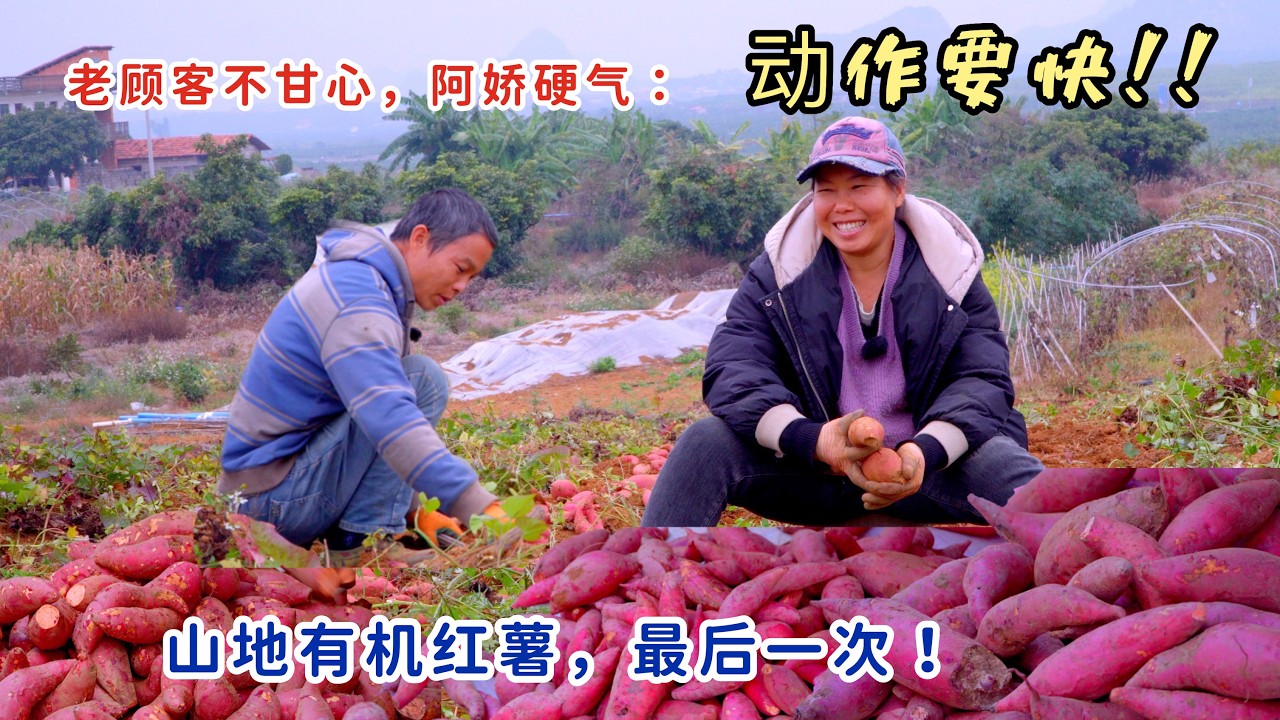 太抢手老顾客不甘心，阿娇硬气，优质有机红薯，想要就得动作快
