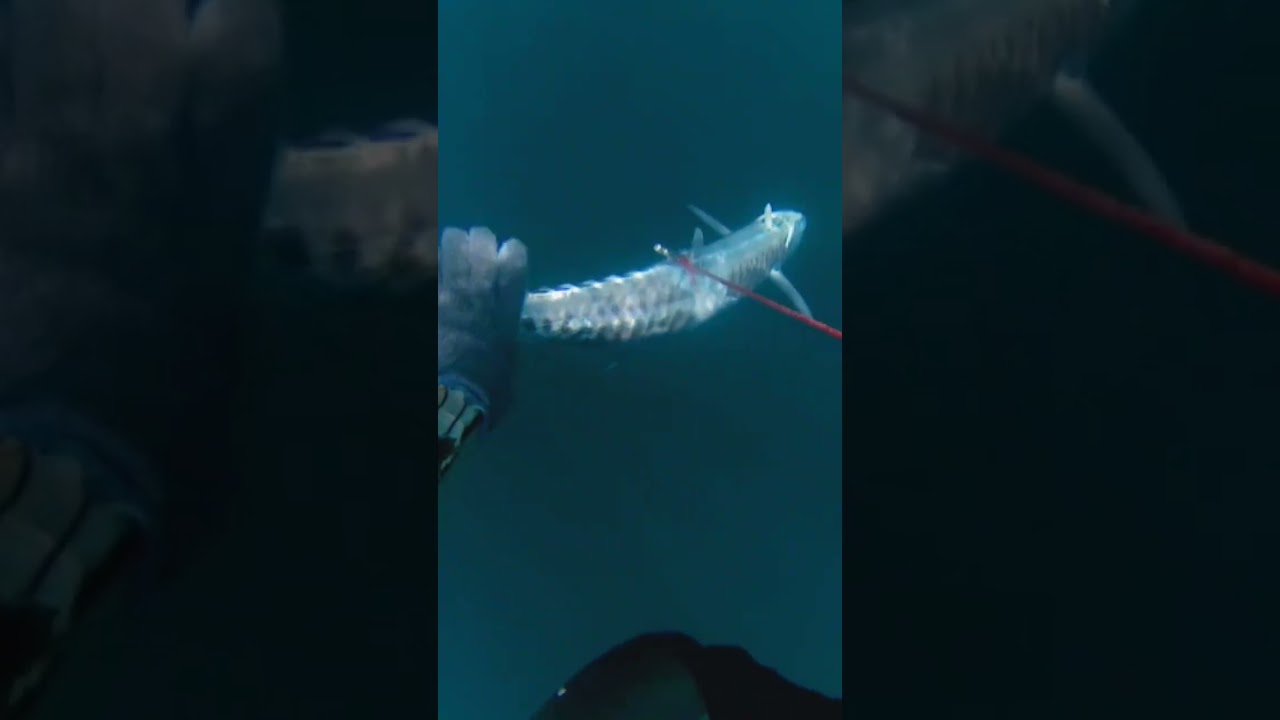 king mackerel