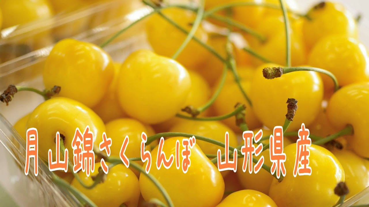 月山錦さくらんぼ販売。山形県産の黄色いサクランボ通販。お中元ギフトに、通信販売で果物をお取り寄せ。Gassan Nishiki Japanese Cherry