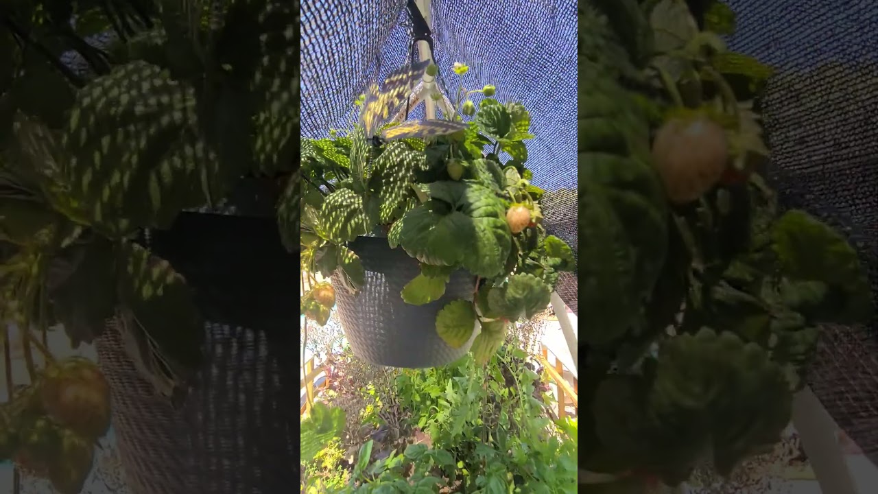 How to Grow a Thriving Garden in 109f desert heat! #garden #gardening #epicgardening