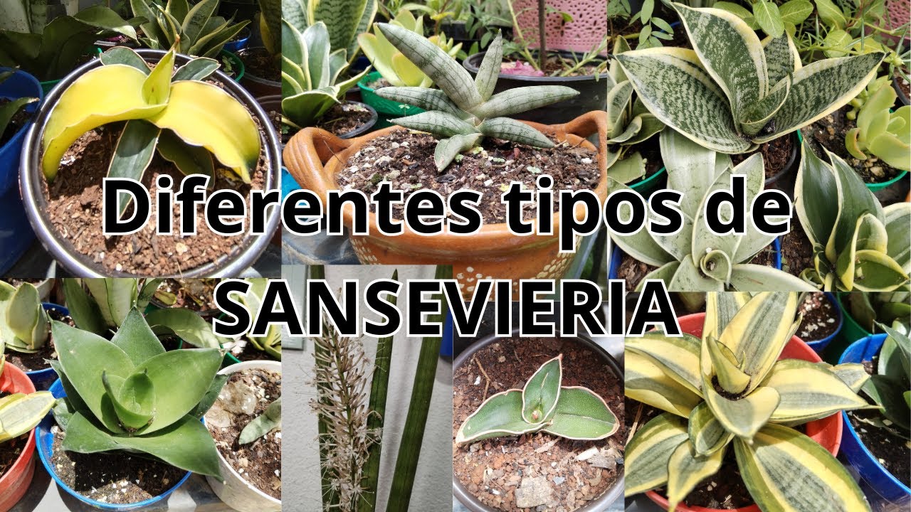 Diferentes tipos de SANSEVIERIA / Como reproducir Sansevieria por medio de hoja / Lengua de suegra