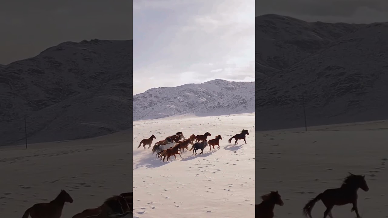 The Rugged Terrain of Gilgit Baltistan: Perfect for Horse Breeding 