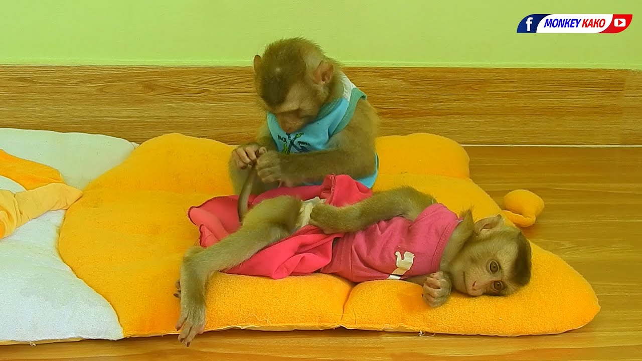 Lovely Brother KAKO Take Care And Checking Sister Baby LUNA Tail