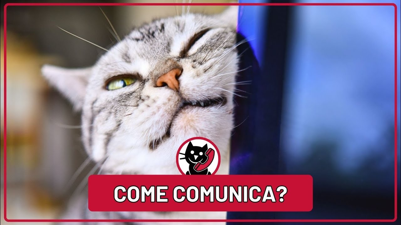 Capire il Tuo Micio: il linguaggio segreto dei Gatti! 😺