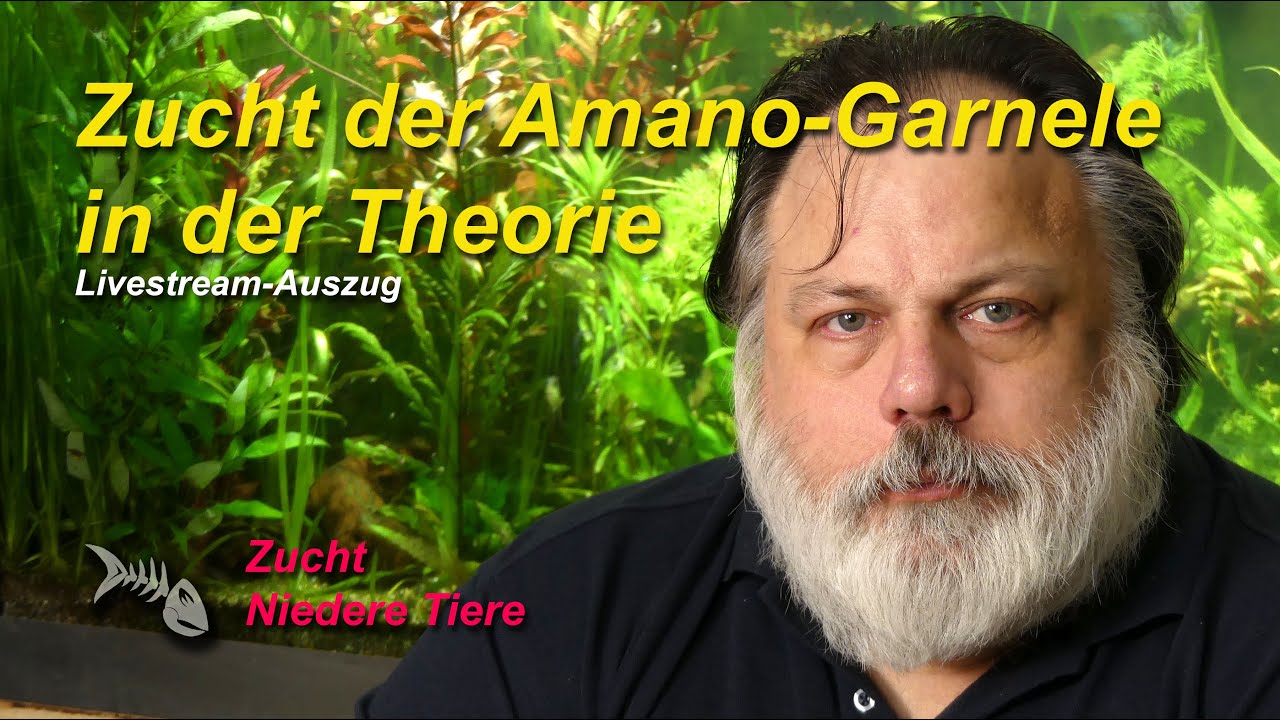Zucht der Amano-Garnele (Caridina multidentata). Verschiedene Ansätze in der Theorie