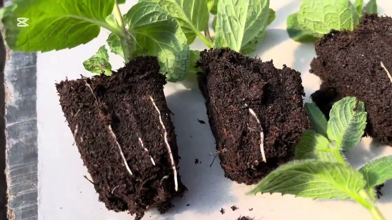 Черенкую , укореняю мяту .Очень быстрый результат. MENTHA Apple  Mint