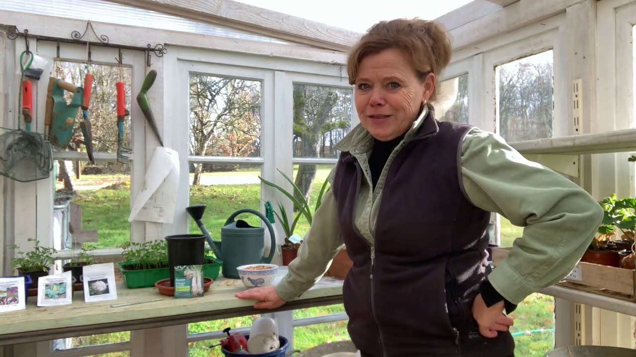 Ini's Moestuin #40 - Voorzaaien doperwten, tuinbonen, bloemkool, spitskool, prei en aubergine