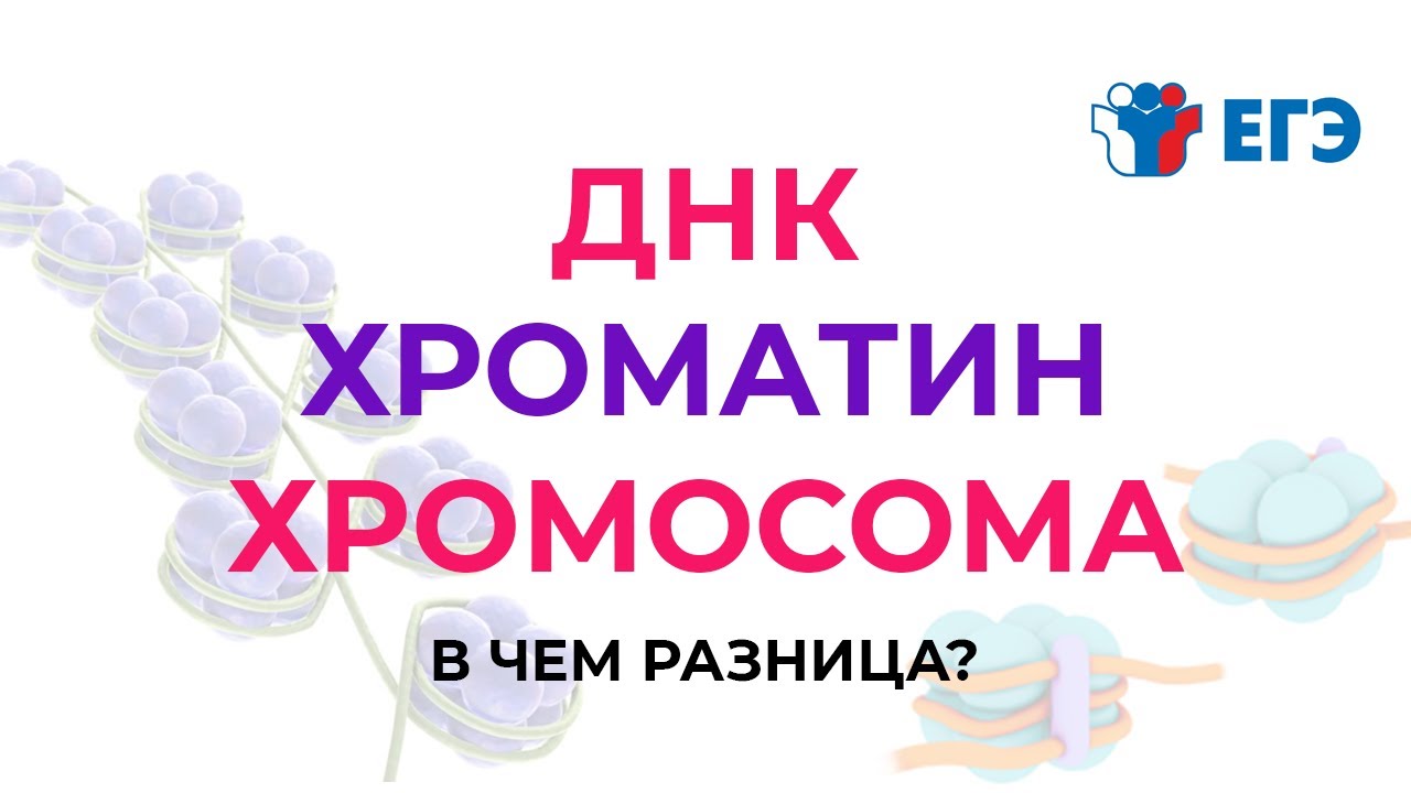 ДНК, ХРОМОСОМА, ХРОМАТИН. В ЧЕМ РАЗНИЦА?