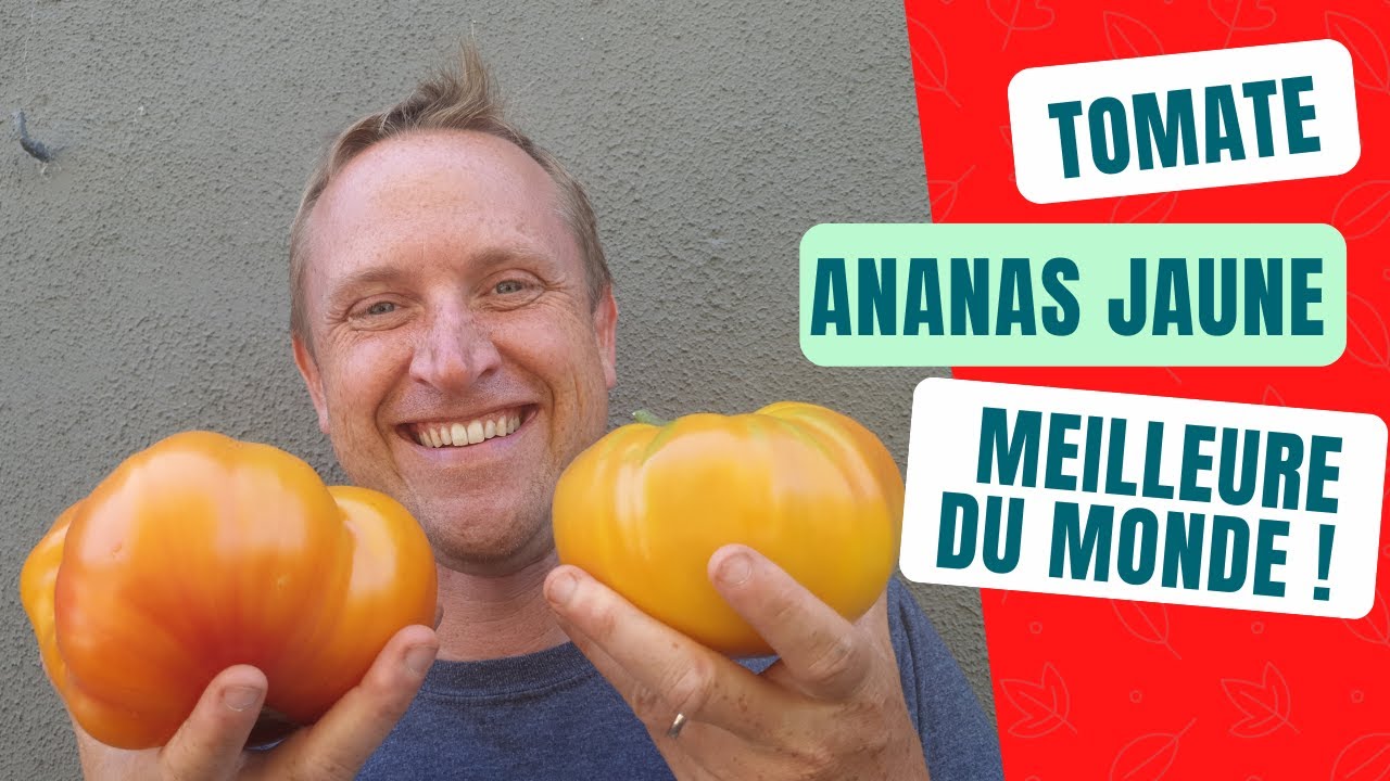 Découvrez la meilleur tomate du monde : Ananas Jaune