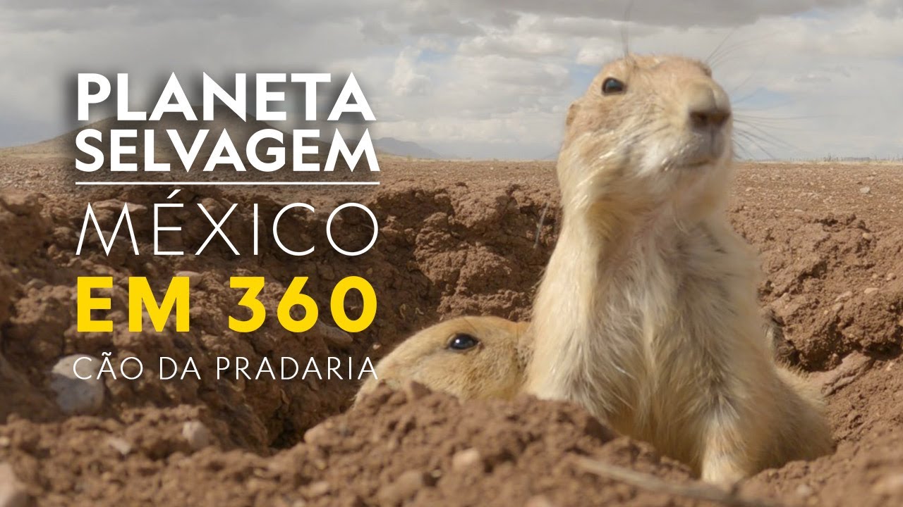Cão da Pradaria 360° | Planeta Selvagem: México