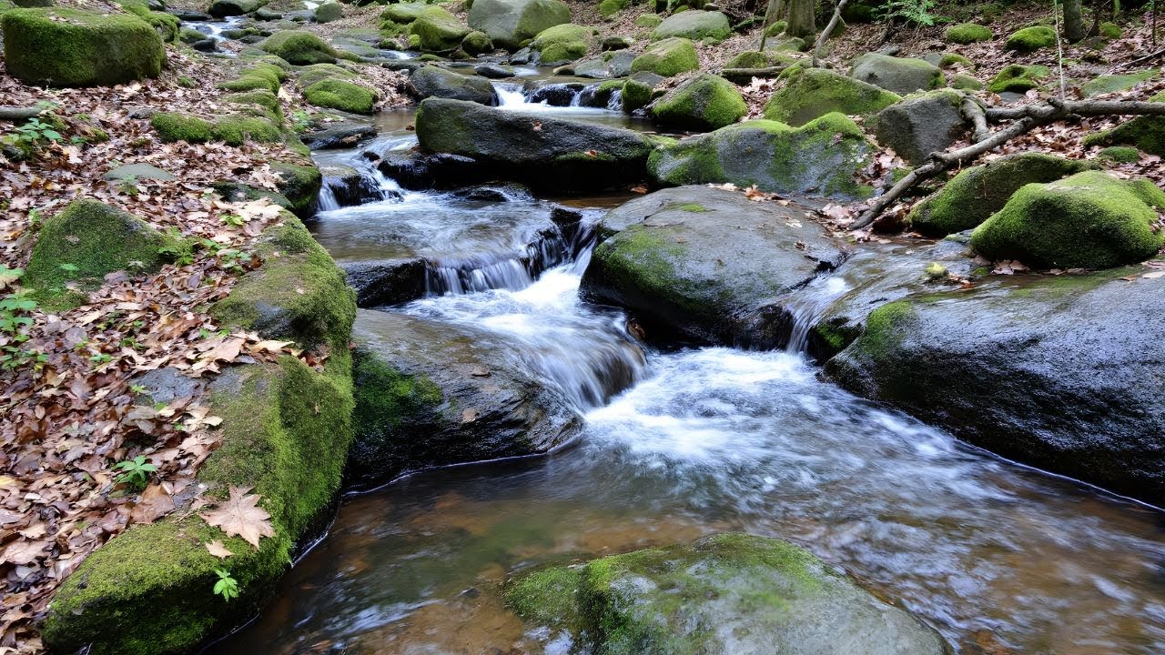 Ambient River in the Woods | ASMR Nature for Focus & Calm