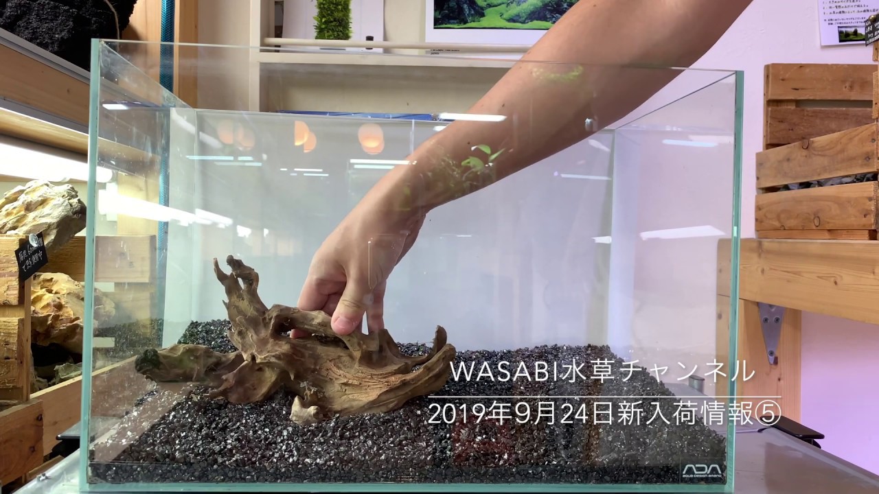 ４５cm水槽流木レイアウト解説と新入荷情報⑤2019年9月24日号 AQUASHOP WASABI 水草・流木・水草水槽器具の入荷速報
