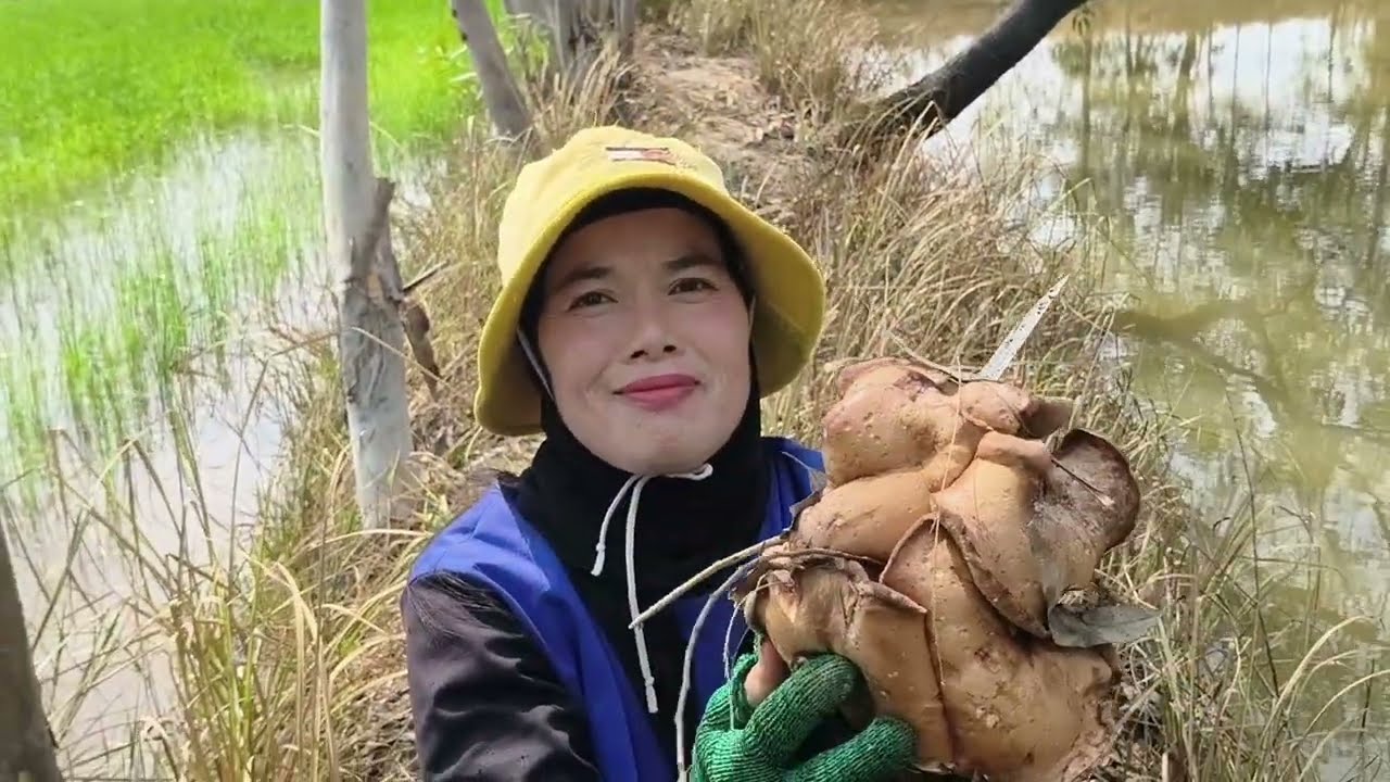 มาแล้วจ้า🍄🍄เห็ดขมนาปรังออกเป็นเหง้าหมานเต็มกะต่าเลยจ้า