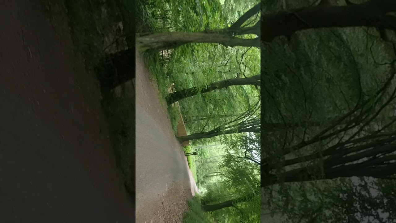 Ab Handschuhsheim auf den Weissen Stein durch den Wald