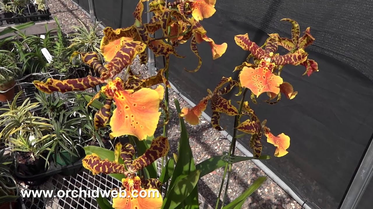 OrchidWeb - Alcra. Hilo Ablaze 'Hilo Gold' HCC/AOS