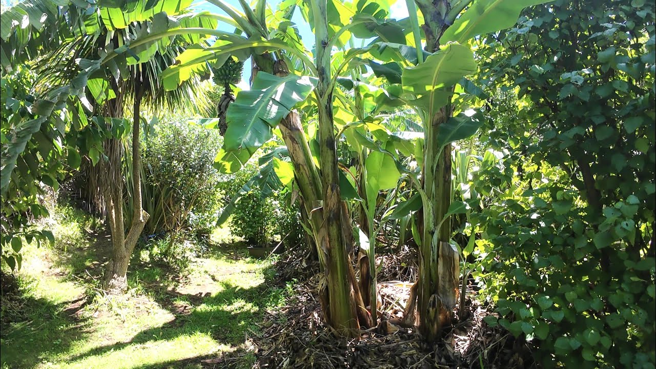 Growing Fruit 18 Jan 2026