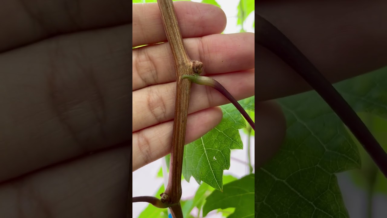 Determining bud eyes for pruning imported grapes in pots for fruiting
