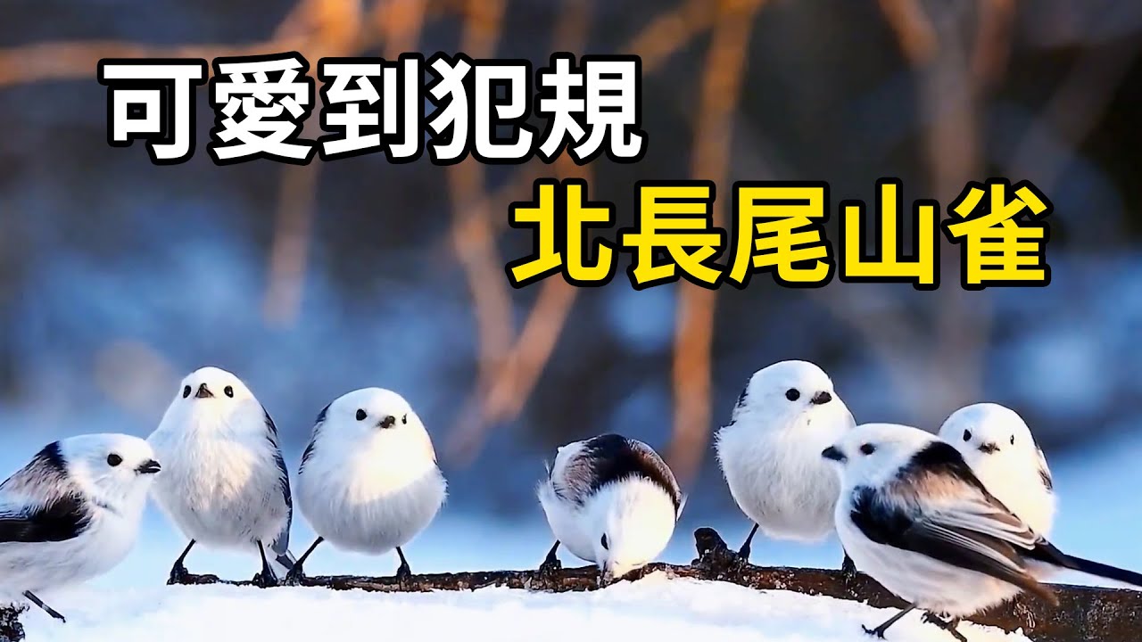可愛到犯規的小肥啾，北長尾山雀！
