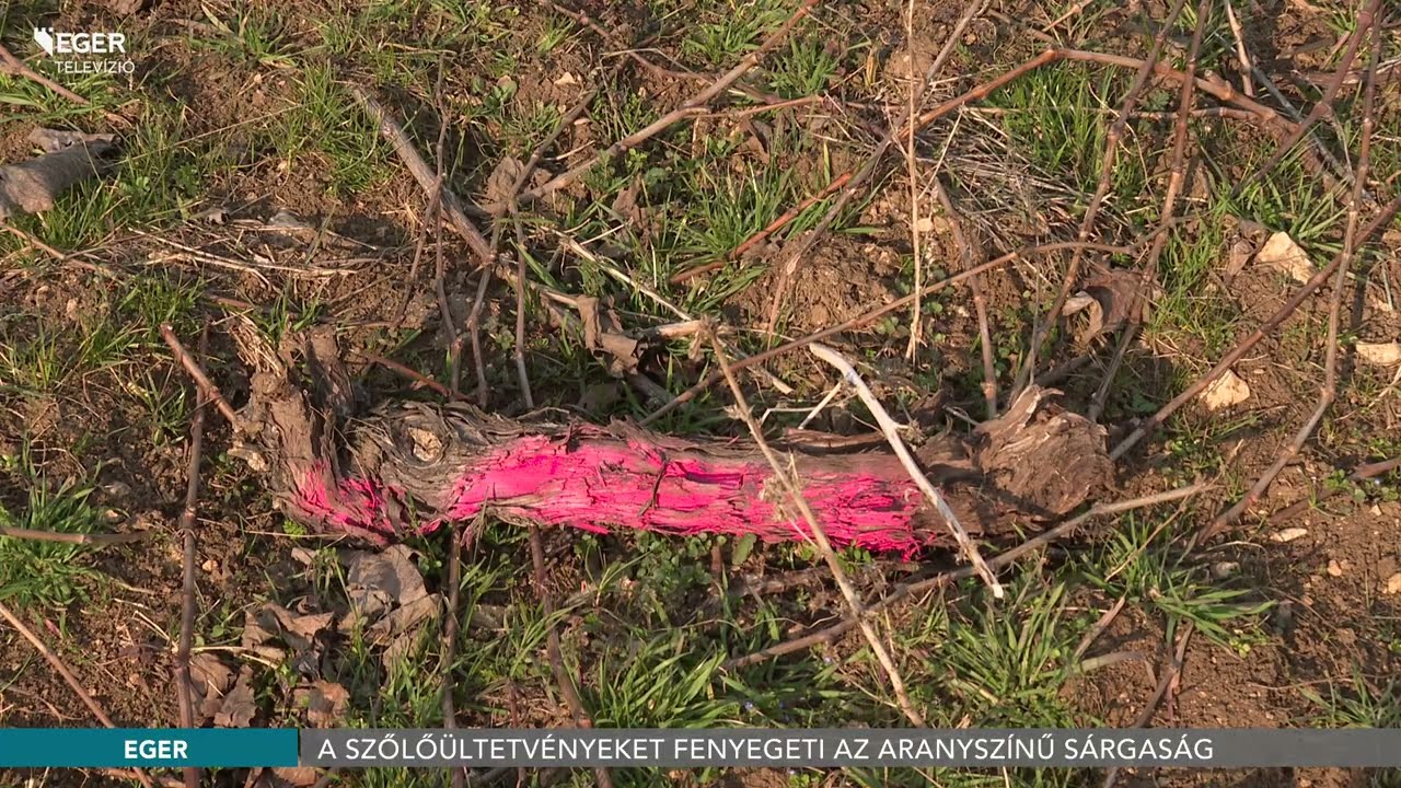 A szőlőültetvényeket fenyegeti az aranyszínű sárgaság - 2026.03.06.