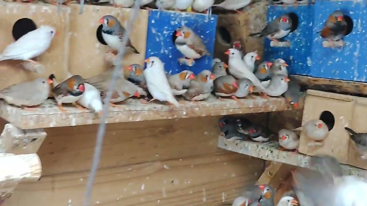 ☘️☘️☘️😎🐦Plantel de Diamantes Mandarines, Criadero el Rincón del Profe 🐦🐦☘️☘️☘️