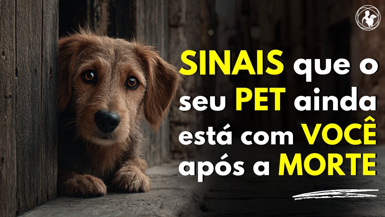 Seu PET MORREU e você sente SAUDADE. Ele AINDA te VISITA