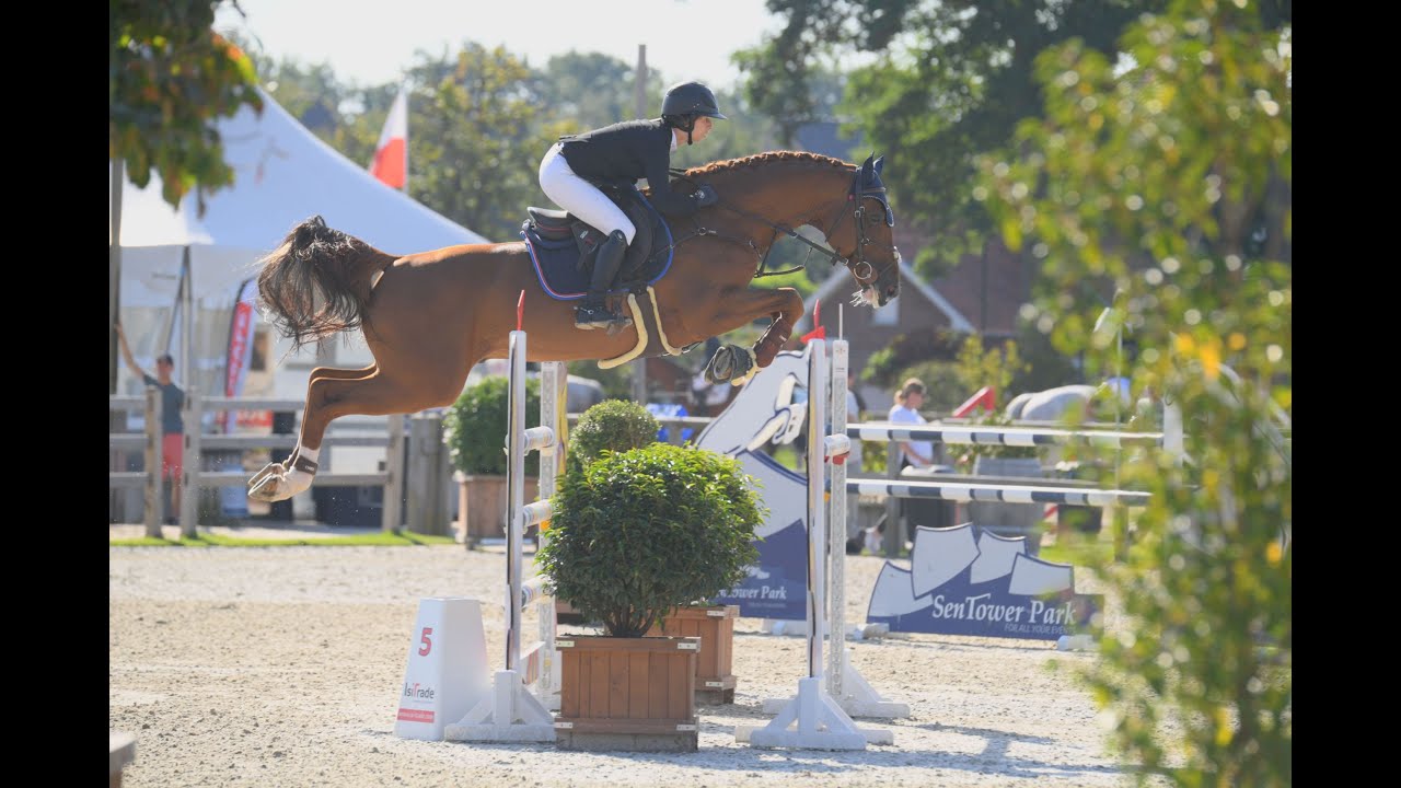 Brantzau VDL Stud Stallion Show 2021