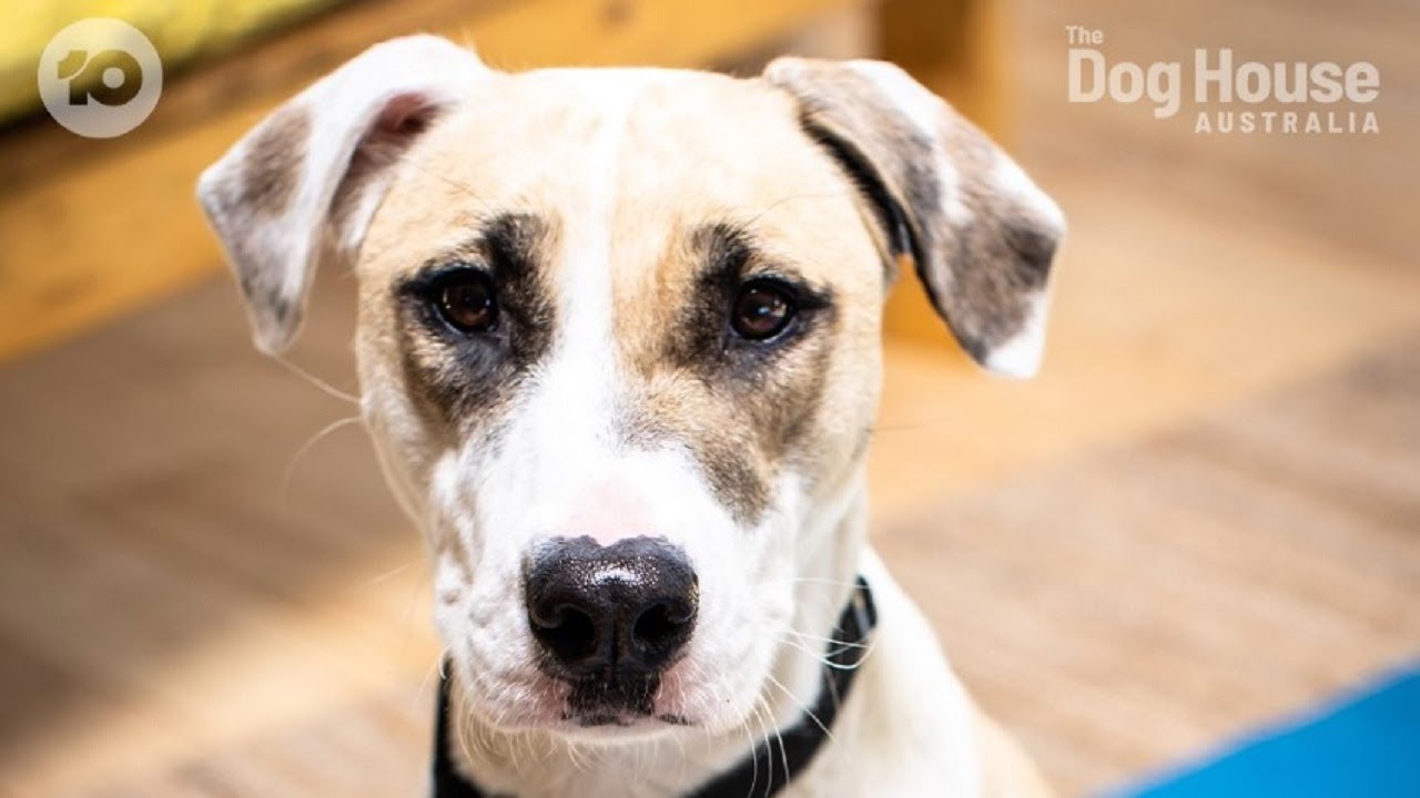 The Dog House Australia: A cruelty case rescue, find love with the Doyle family?
