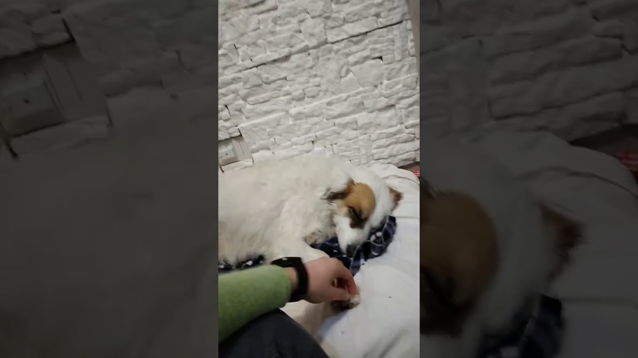 Cani Taglia Media femmine in regalo