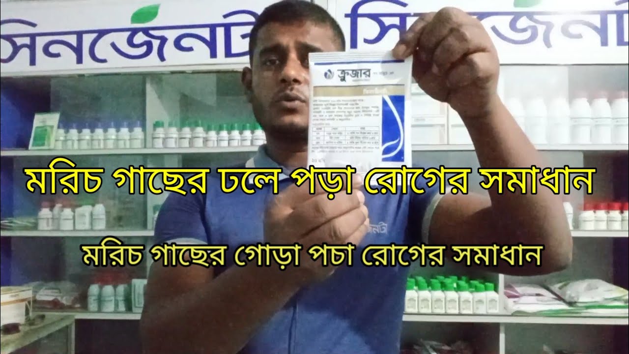 মরিচ গাছের গোড়া | পচার সমাধান | Syngenta Krishi TV