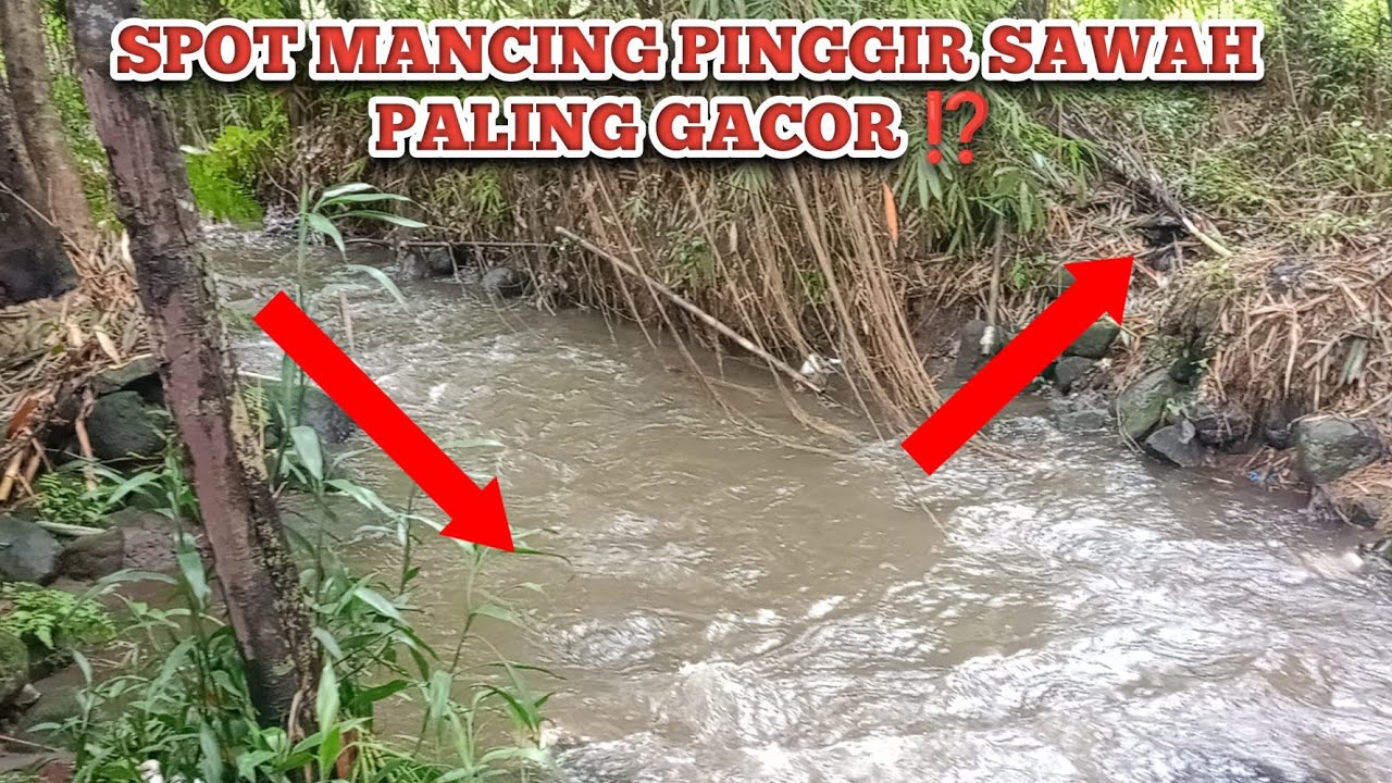 JARANG DI KUNJUNGI ORANG DI JAMIN GACOR BANGET LOKASI PINGGIR SAWAH INI❗❗SPOT MANCING PALING GACOR 