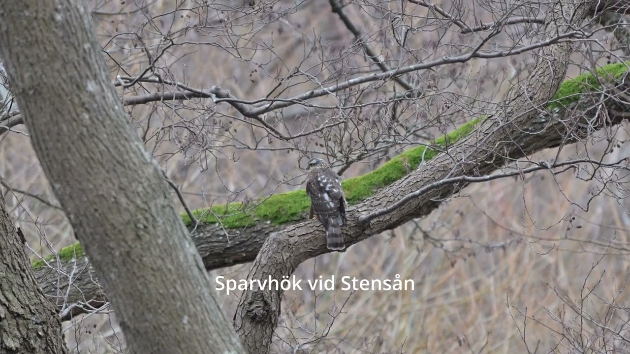 Sparvhök 260125