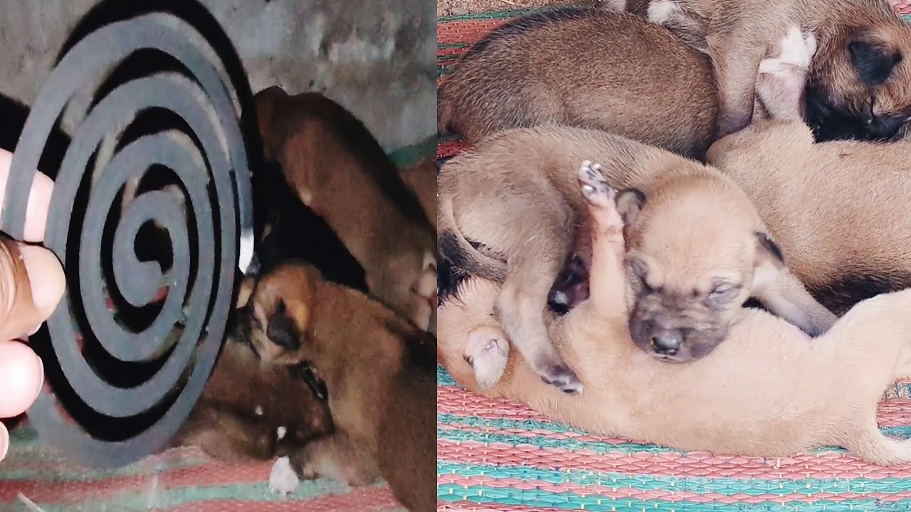 Many stray dogs bite many puppies, but the owner puts the stray dog ​​in a cage