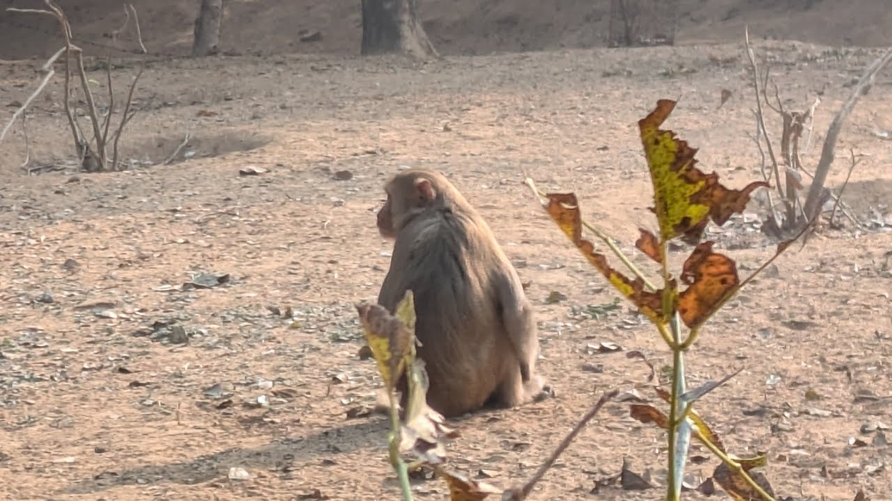 Brij Bhakti is live!Giriraj Ji Se Live Darshan Radhe Radhe!