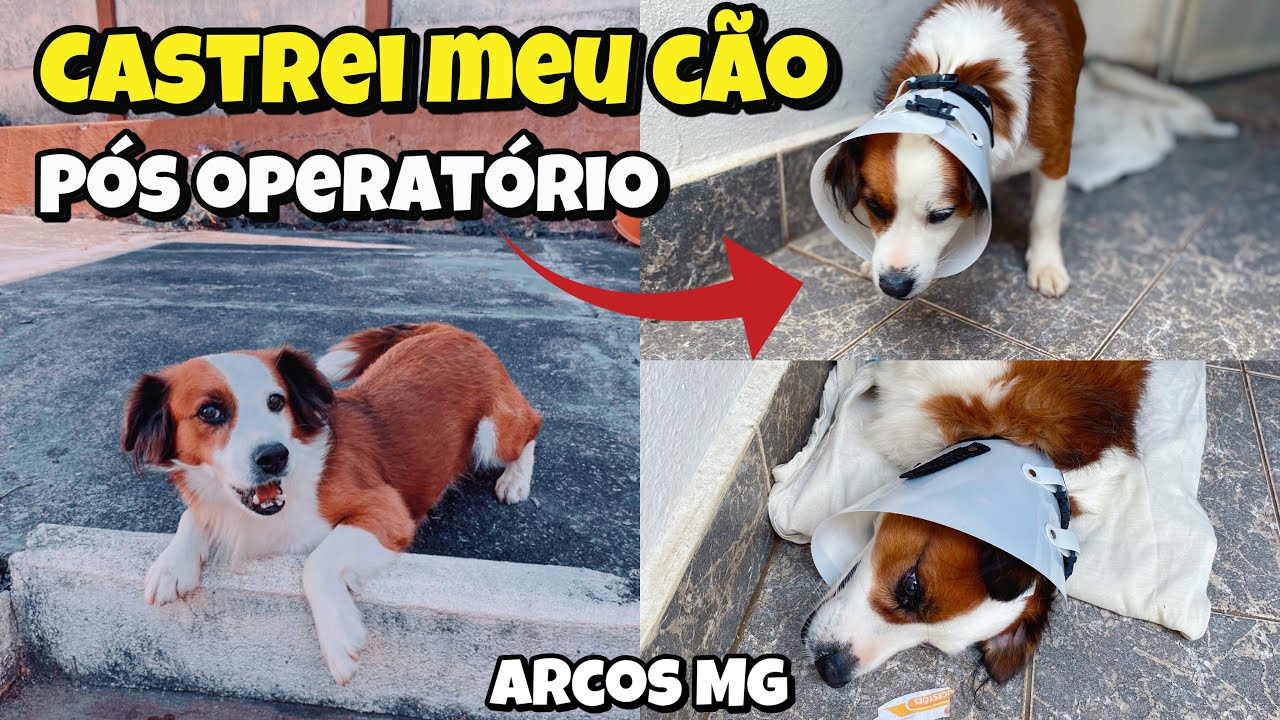 pós operatório castração /Dicas remédios e cuidados com o seu Pet