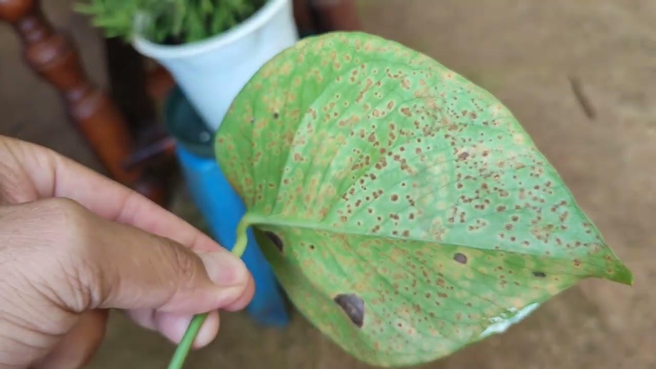 Các loại bệnh dễ gặp trên cây monstera và cách phòng trị