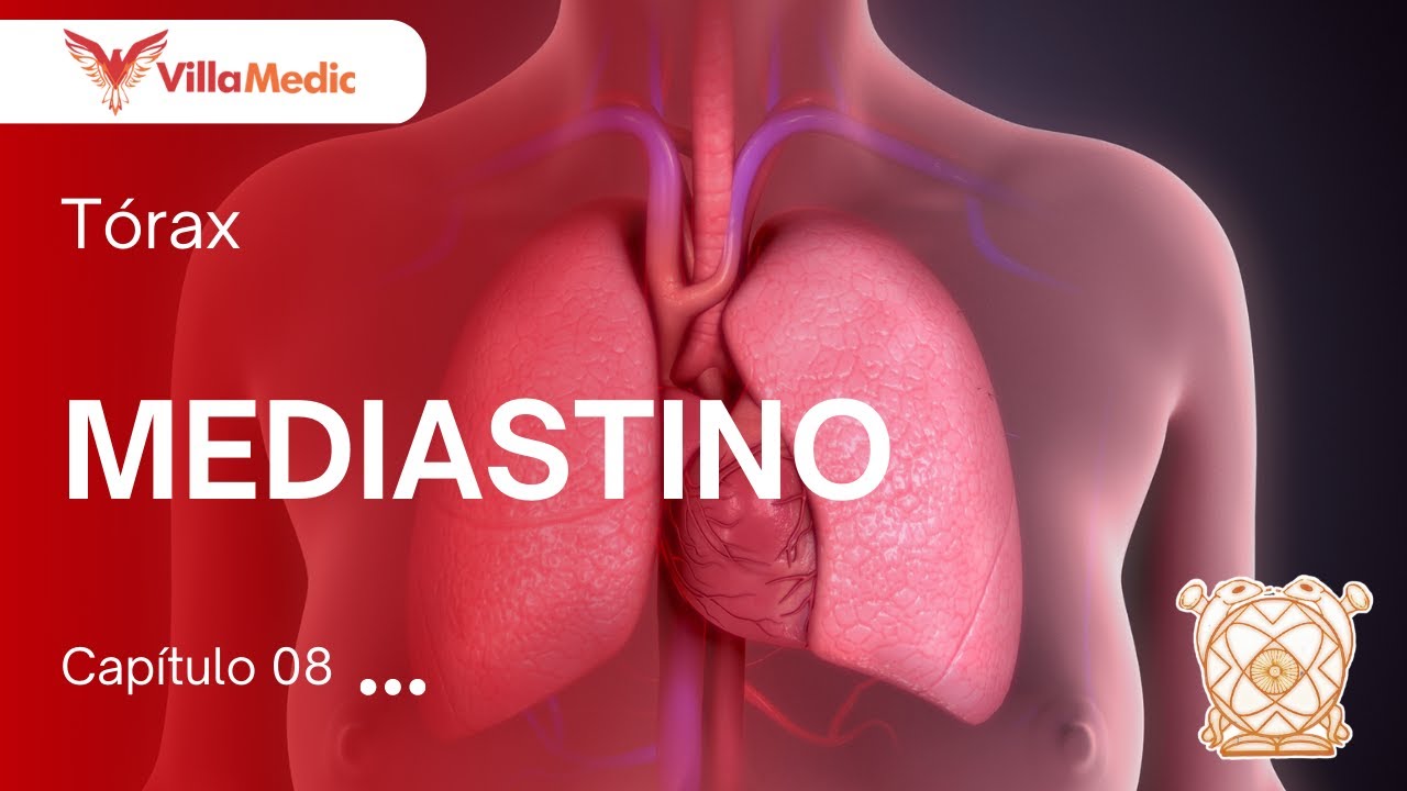 CC.BB. ANATO | Tórax: Mediastino - VillaMedic