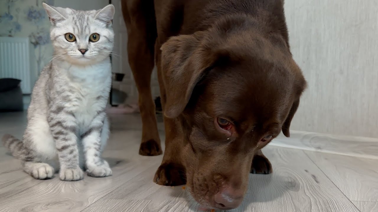 Dog Stole Kitten's Caviar