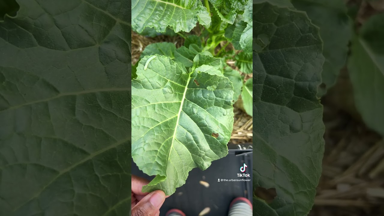 Caterpillar Damage #urbangardening #urbangardener #backyardgardening #gardenpest