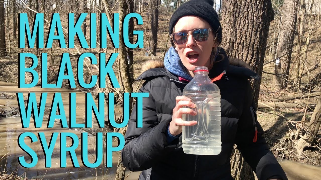 How to Make Syrup | Black Walnut Syrup Tastes Better Than Maple Syrup