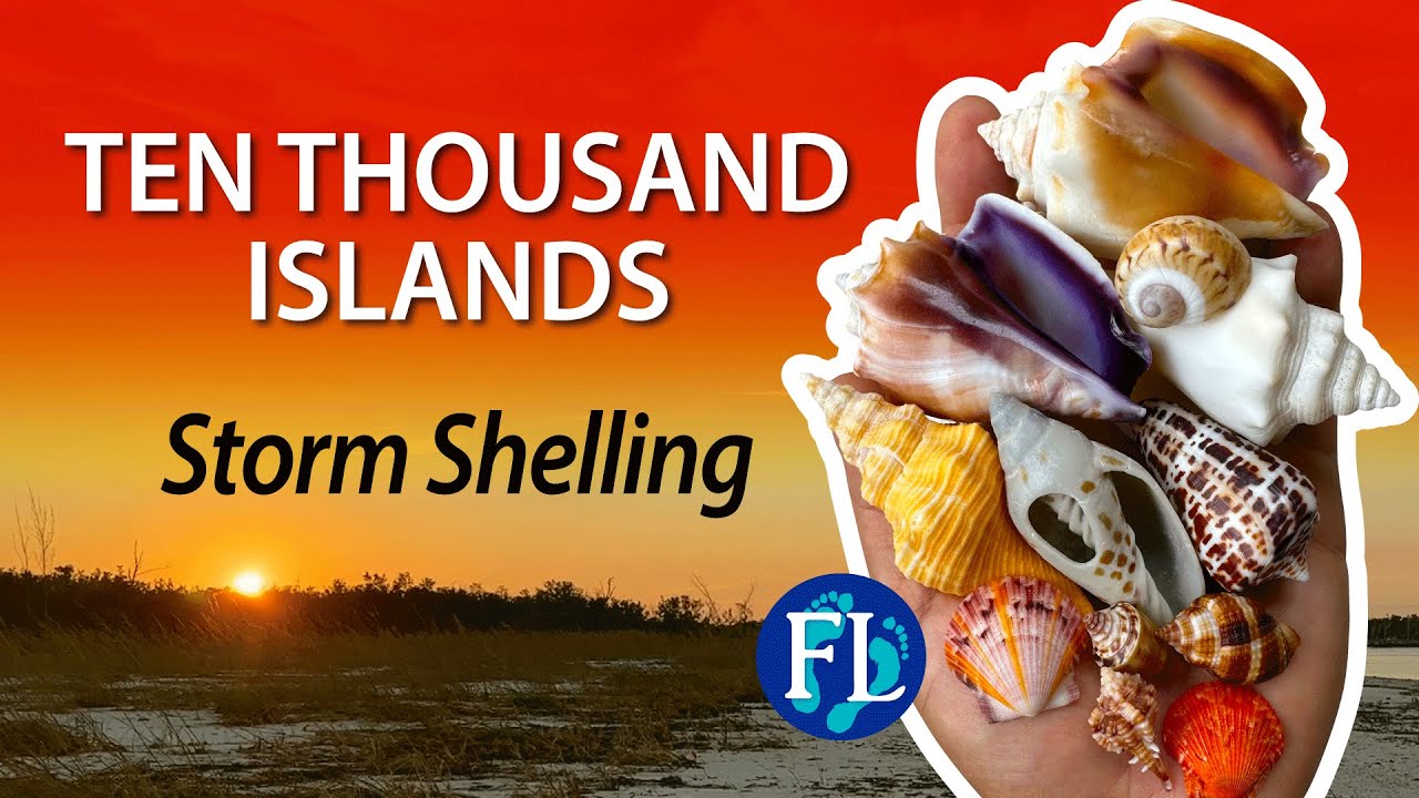 Storm Shelling the Ten Thousand Islands Post Hurricane Helene
