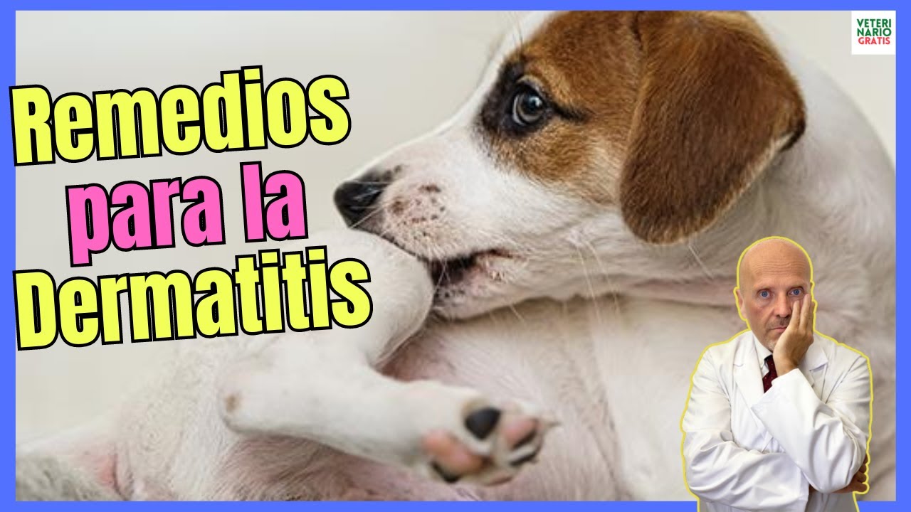 🚨 REMEDIOS CASEROS PARA LA DERMATITIS EN PERROS 🚨