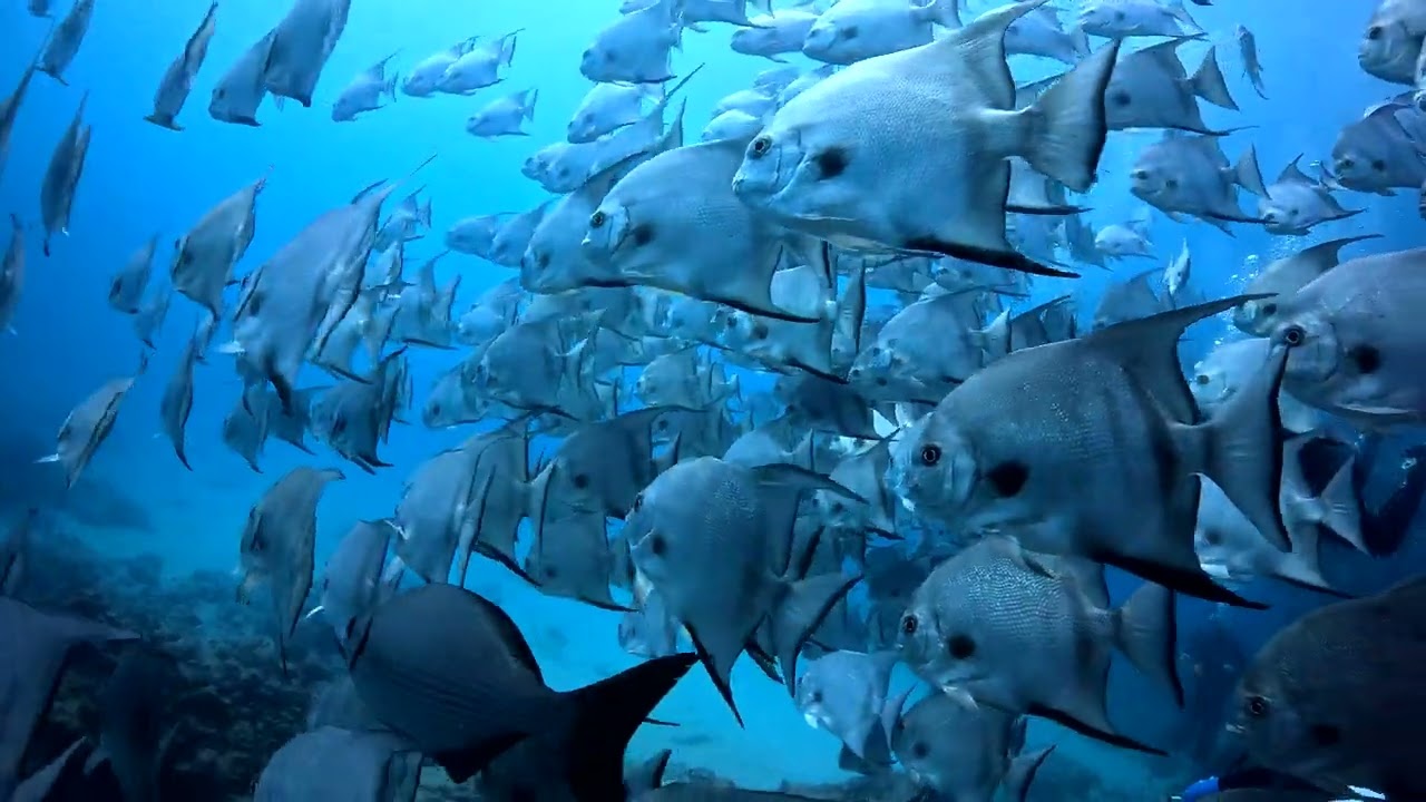 Council of Spadefish