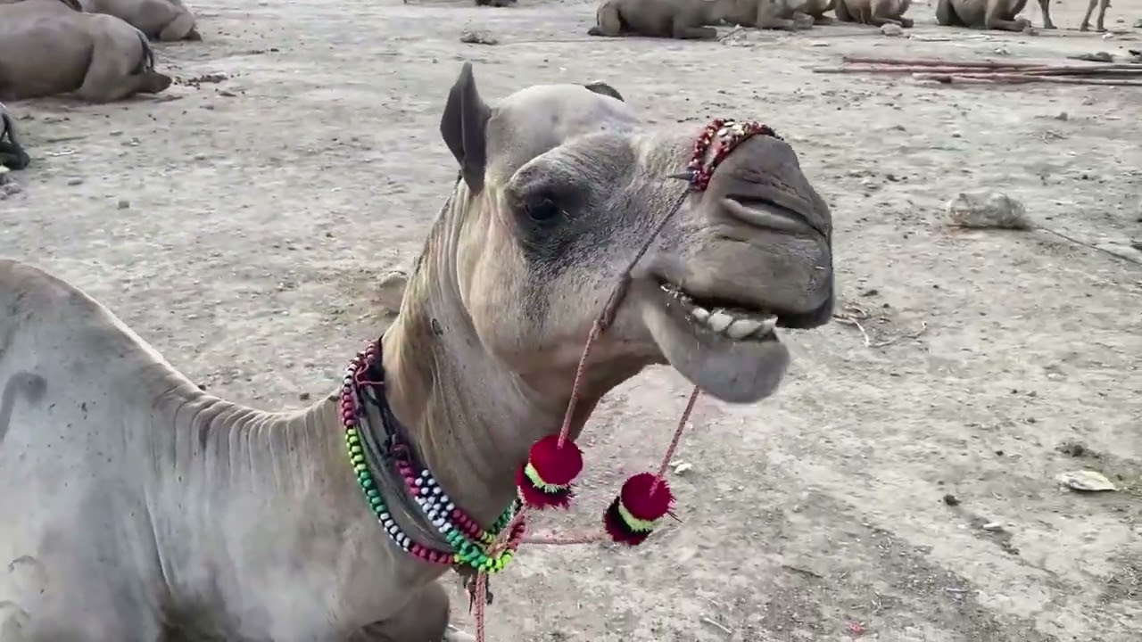 Pushkar Camel Fair: Vibrant Traditions, Camels & Culture in Rajasthan