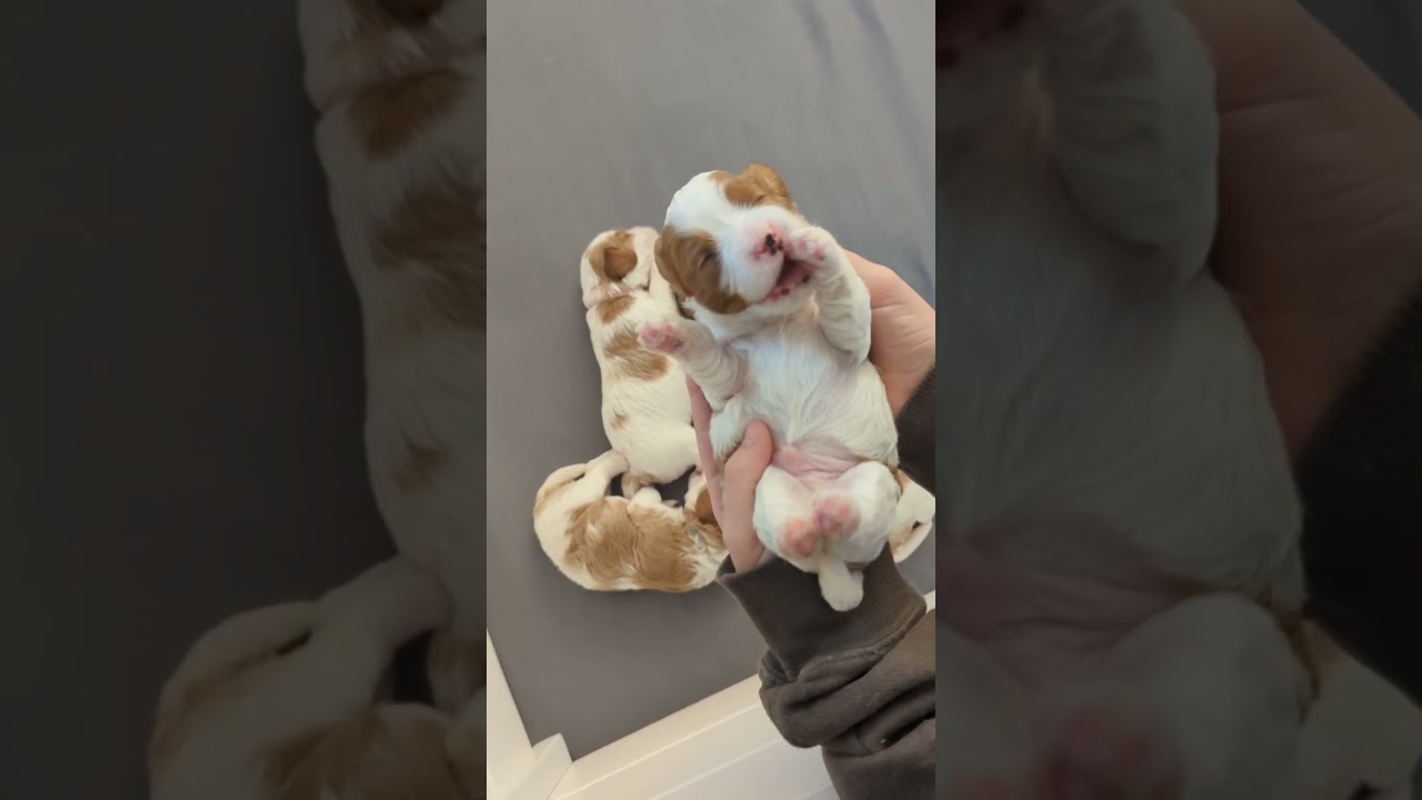 Cavapoodle puppies helping hands/cuddle hands, quick rub before afternoon nap. 