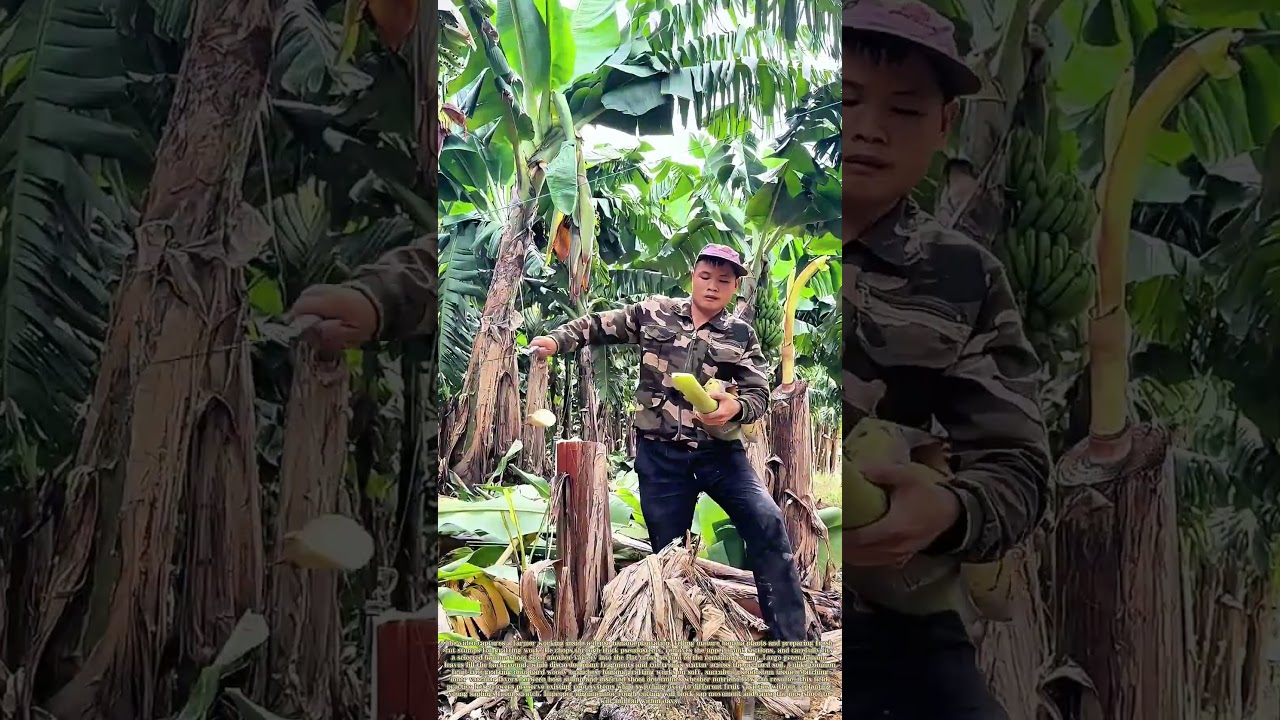 Slicing Banana Pseudostems: How farmers graft different banana varieties onto cut trunk stumps