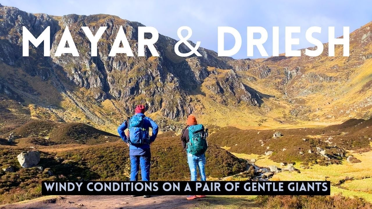 The Gentle Giants of MAYAR & DRIESH
