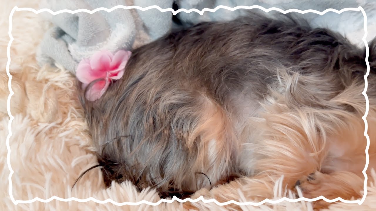 トリミングでお姫様みたいになりました【ヨークシャテリア】【Yorkshire terrier】