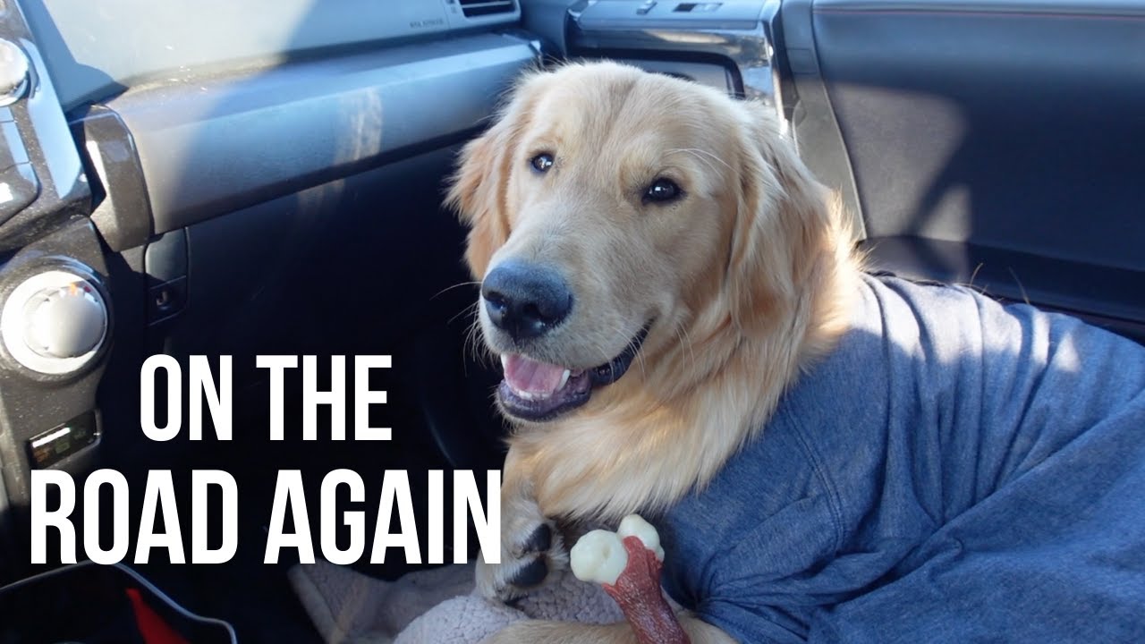 We Were Forced To Leave... | Puppy Moves To Colorado